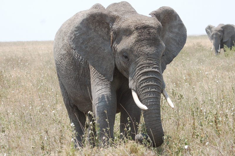 Illustration for article titled Out of Africa. Elephants